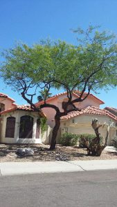 Chandler Residential Tree Removal Services