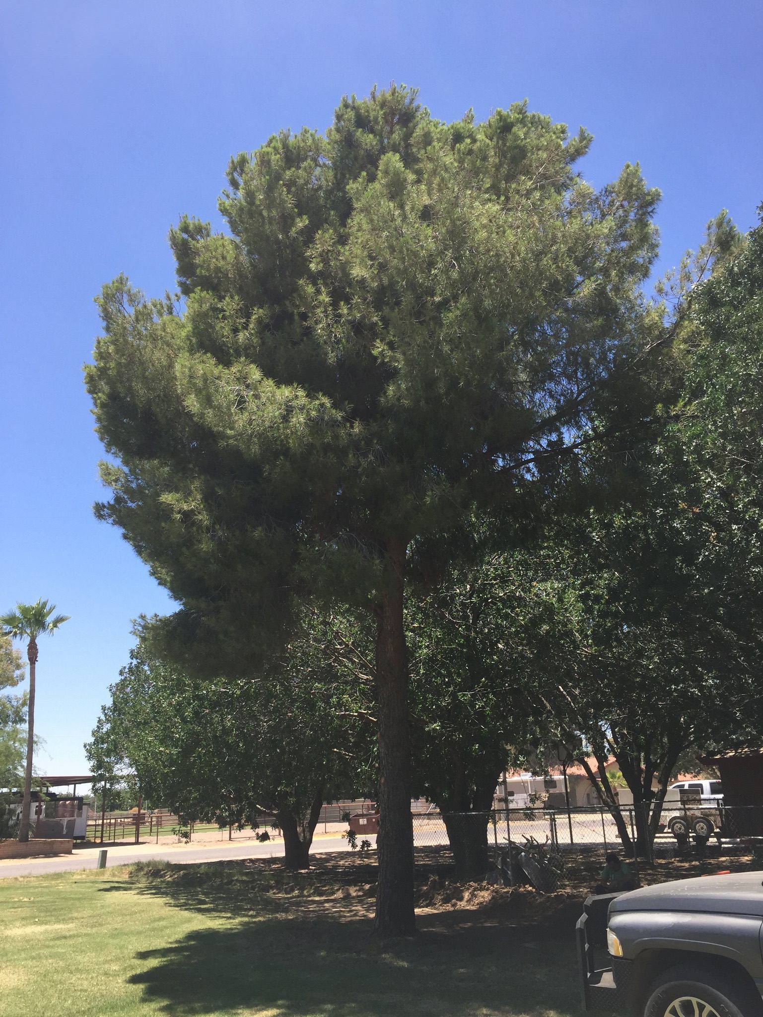 Tree Removal Services 480-495-3518