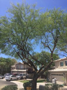 Tree Trimming Services Chandler Arizona