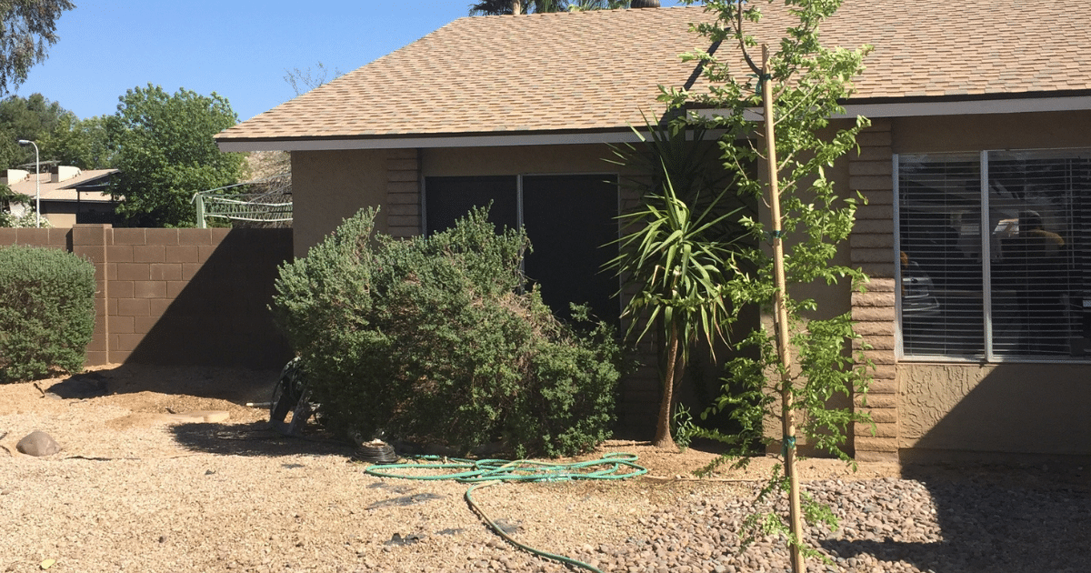 How to Adjust Your Tree & Landscape Irrigation for Arizona’s Summer Heat