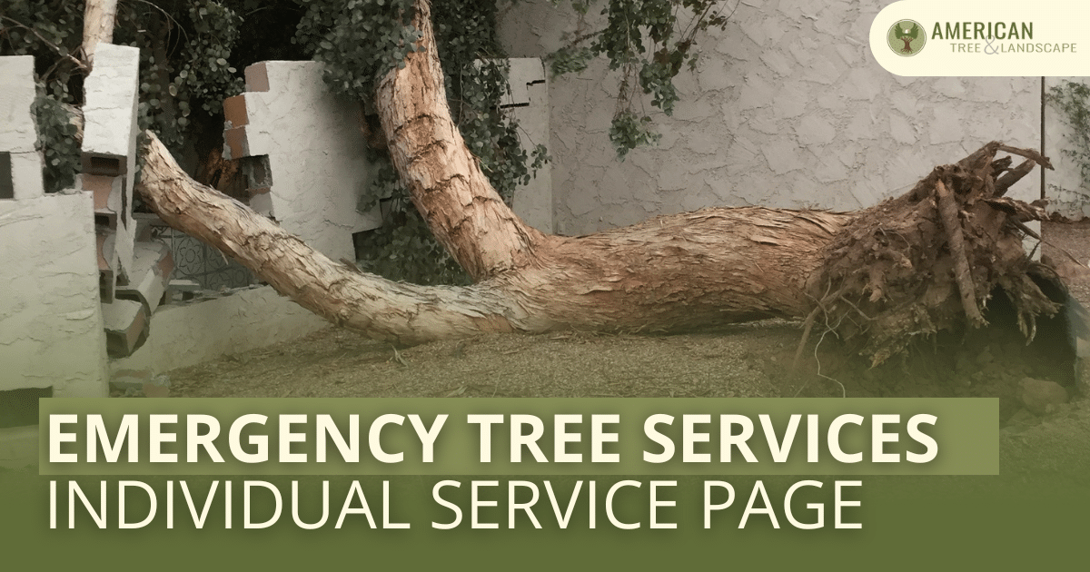 Emergency Tree Services Phoenix AZ | 24/7 Tree Removal | American Tree ...