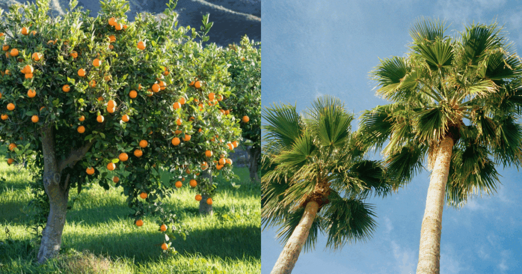 Discount Tree_tree removal Pompano Beach FL_featured image