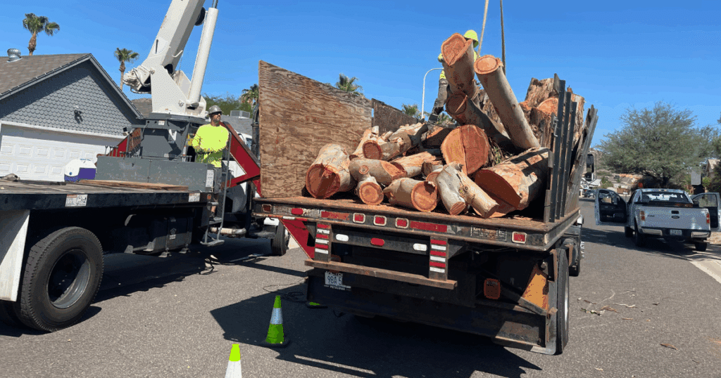 Discount Tree_tree removal Pompano Beach FL_featured image