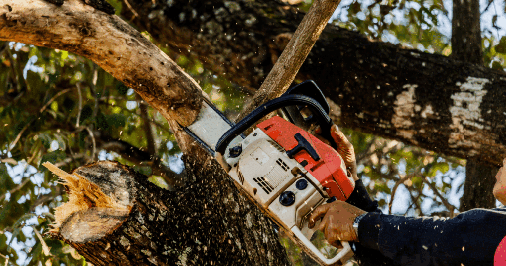 Discount Tree_tree removal Pompano Beach FL_featured image