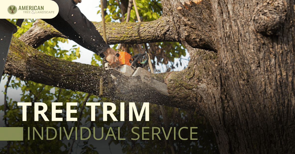 Tree Trimming Phoenix AZ | Professional Arborist Services | American ...