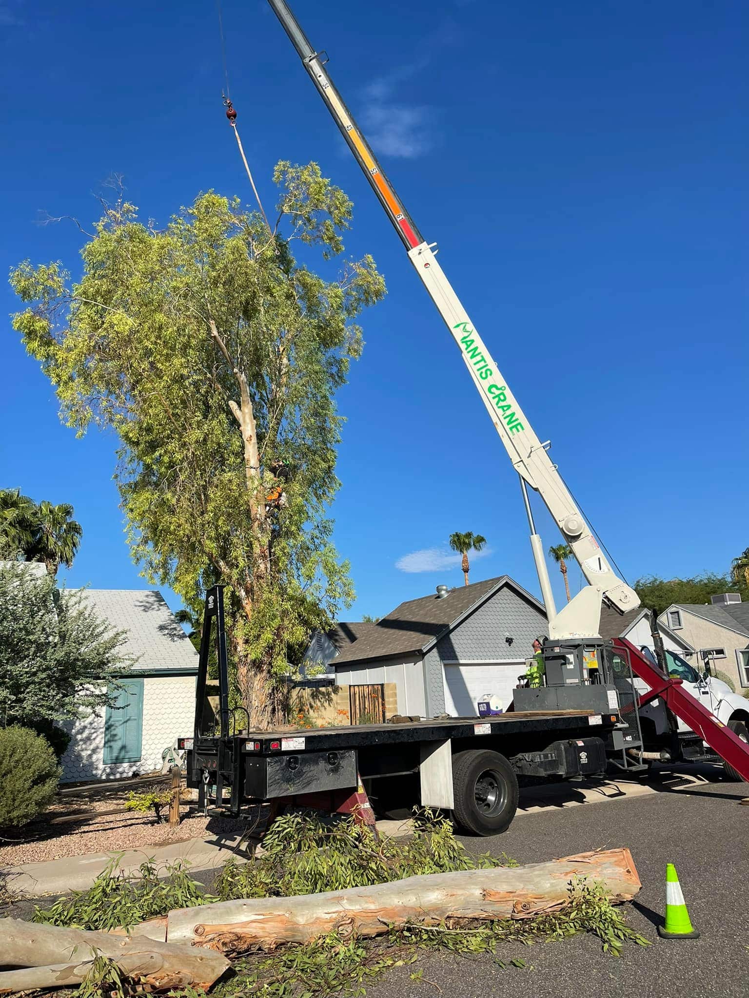 Tree Removal Cost Factors: What Makes Some Trees More Expensive to Remove?