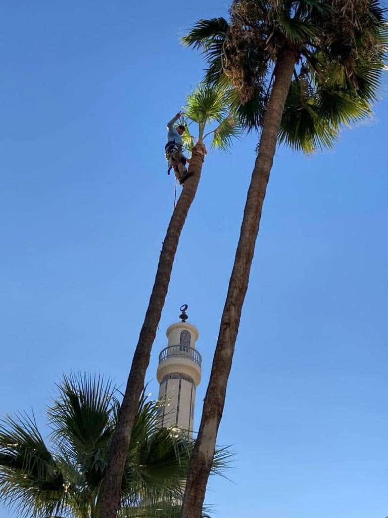 How Often Should Palm Trees Be Trimmed in Arizona?