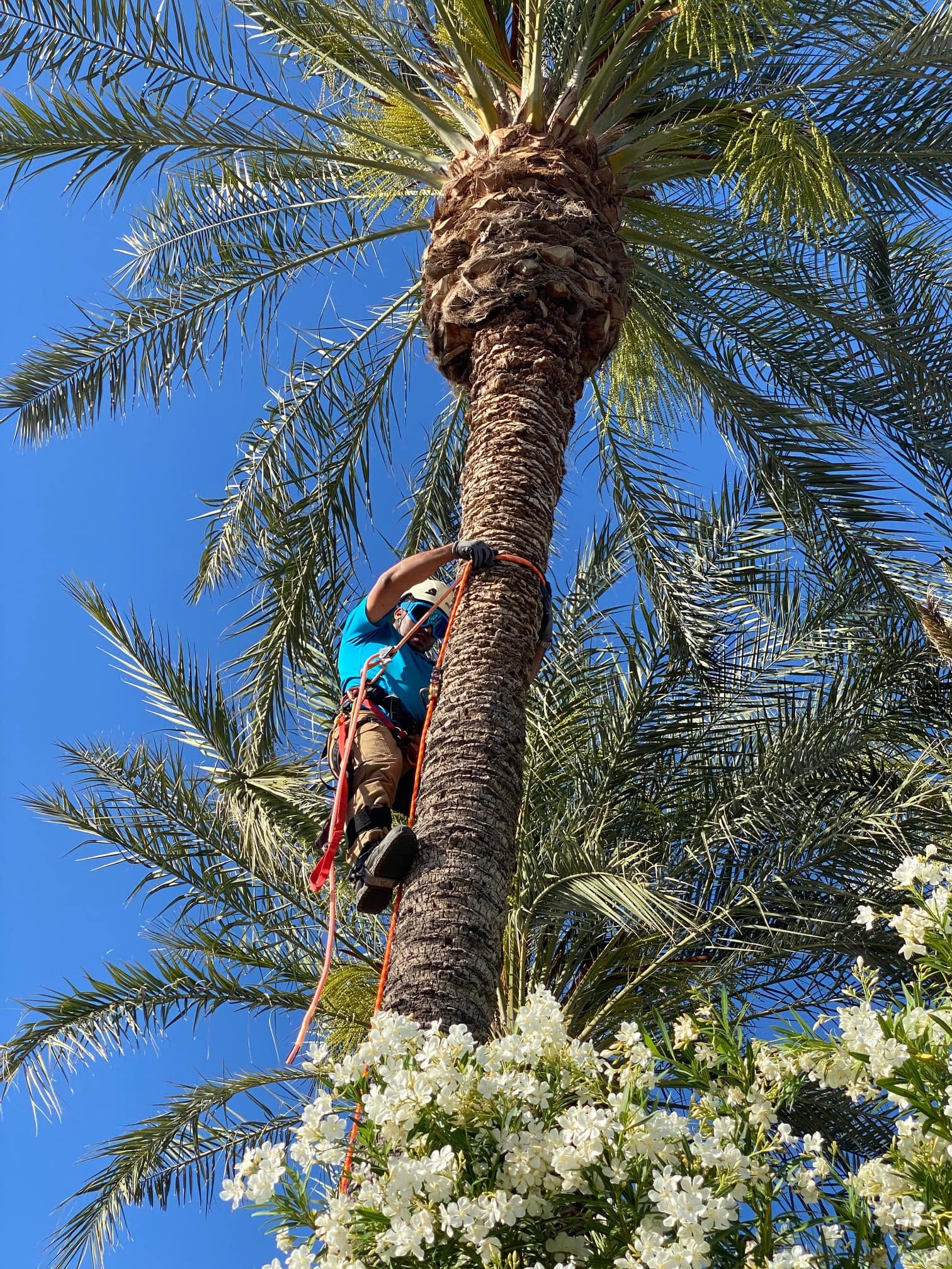 How Much Does Palm Tree Trimming Cost in Phoenix?